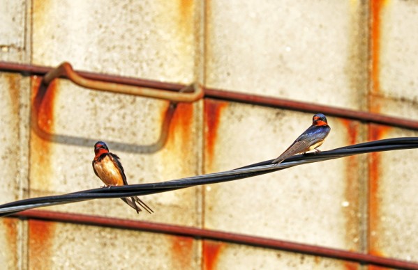 Barn Swallows On Wire by Deb Oppermann